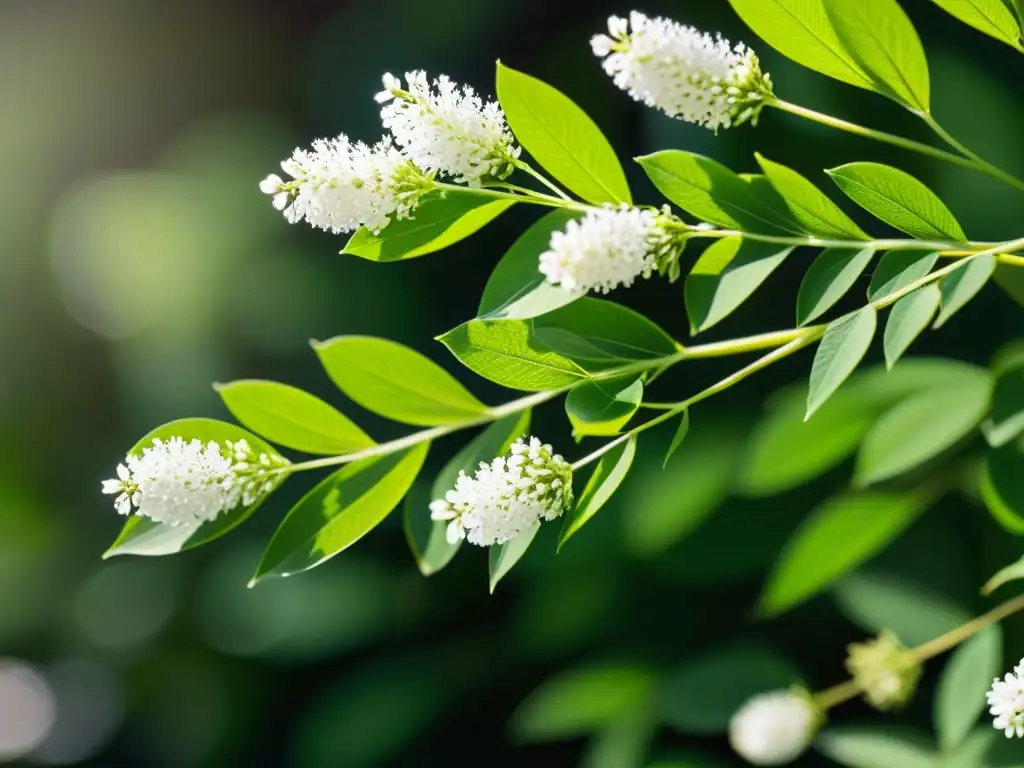 Un primer plano detallado de una vibrante planta de Dong Quai, con hojas delicadas y plumosas y pequeños racimos de flores blancas